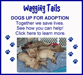 Wagging Tails Pet Rescue